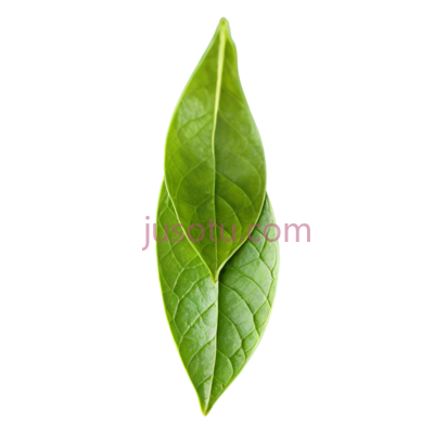 绿茶叶子, PNG