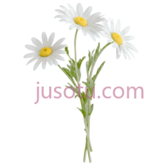 雏菊,插画,白色PNG