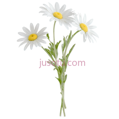 雏菊,插画,白色, PNG