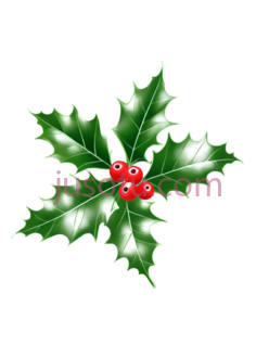 冬青叶PNG