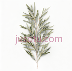 橄榄枝, PNG