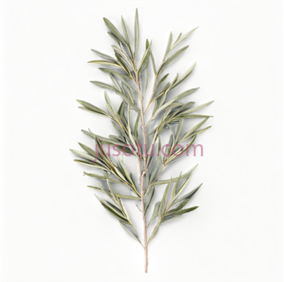 橄榄枝, PNG