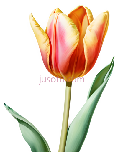 水彩画,郁金香,漂浮花瓣,梦幻, PNG