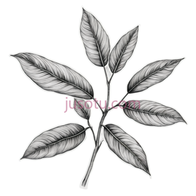 叶子,素描,黑白, PNG