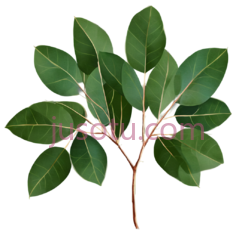 树叶,自然,绿色PNG