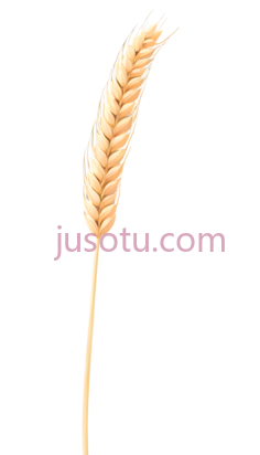 小麦穗PNG