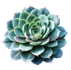 可爱水彩,多肉植物PNG