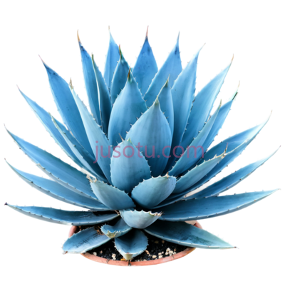 蓝色龙舌兰, PNG