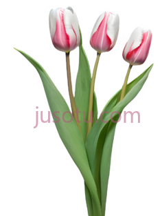 郁金香,自然,粉色,白色PNG