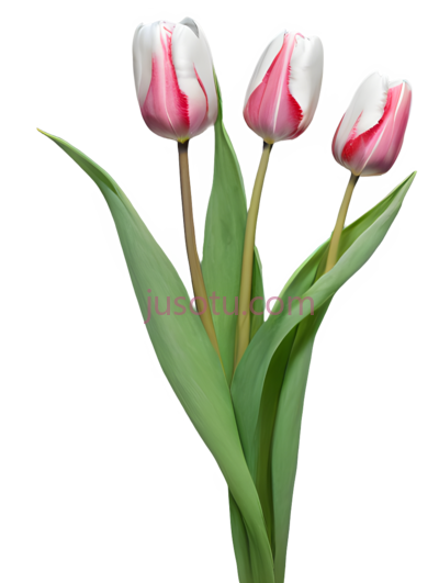 郁金香,自然,粉色,白色, PNG