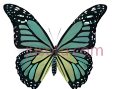 蝴蝶,卡通,绿色,黄色PNG