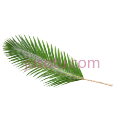 单叶,棕榈树PNG