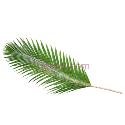 单叶,棕榈树, PNG