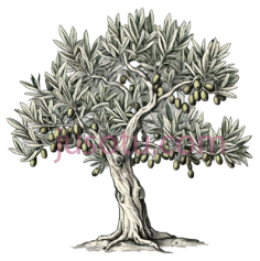 橄榄树, PNG