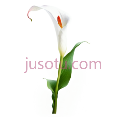 红马蹄莲,花 PNG