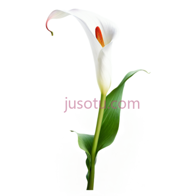 红马蹄莲, PNG