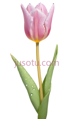 郁金香花瓣PNG