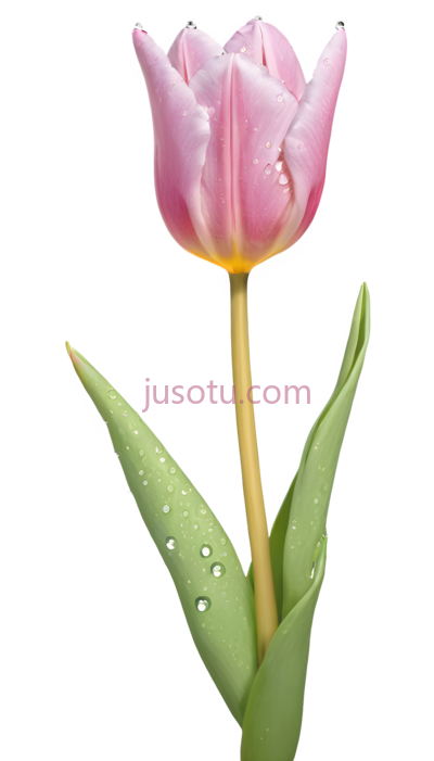 郁金香花瓣, PNG