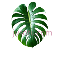 龟背竹叶, PNG