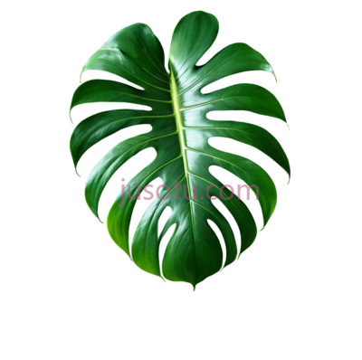 龟背竹叶, PNG