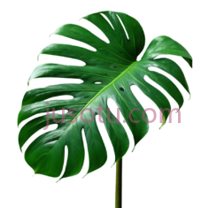 绿色,自然,绿萝PNG