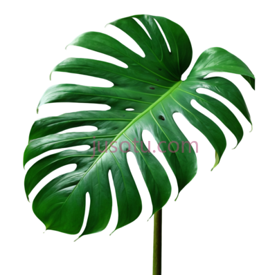 绿色,自然,绿萝, PNG