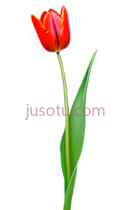 红郁金香,霓虹色PNG