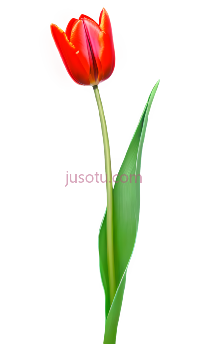 红郁金香,霓虹色, PNG