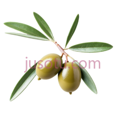 绿色橄榄枝PNG