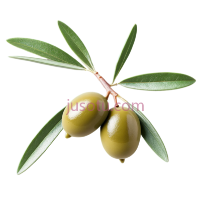 绿色橄榄枝, PNG