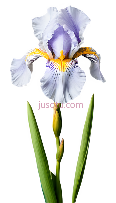 鸢尾花, PNG
