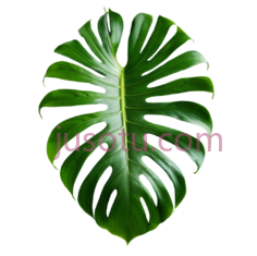 龟背竹叶, PNG