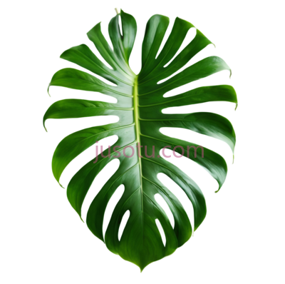 龟背竹叶, PNG