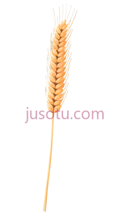 小麦穗PNG