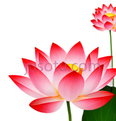 红色荷花PNG