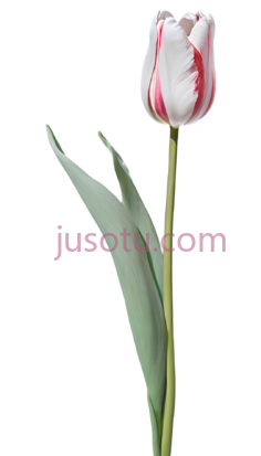 鸢尾花, PNG