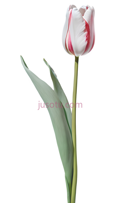 鸢尾花, PNG
