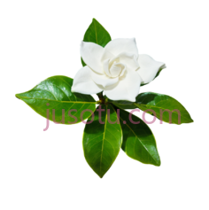 花园茉莉PNG