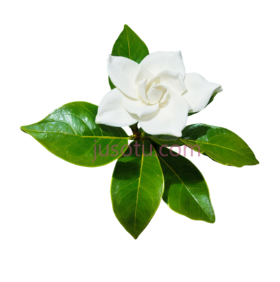 花园茉莉, PNG