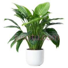 植物,家居PNG