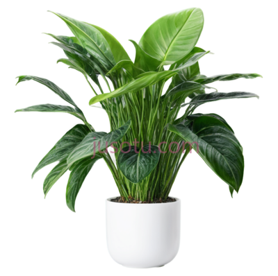 植物,家居, PNG
