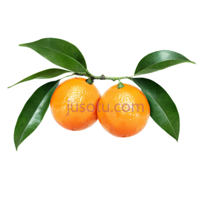 橙子,树枝,叶子, PNG