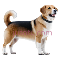 狗,站立,棕色,白色PNG