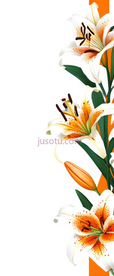 百合花,插画,白色,橙色,绿色, PNG