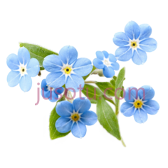 勿忘草,蓝色PNG