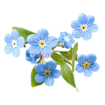 勿忘草,蓝色, PNG