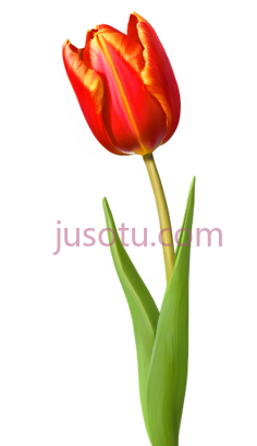红郁金香PNG