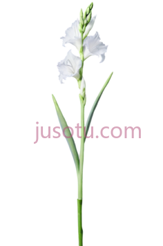 百合花茎, PNG