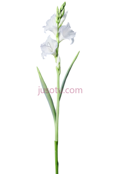 百合花茎, PNG