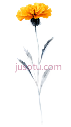 水彩花,万寿菊PNG